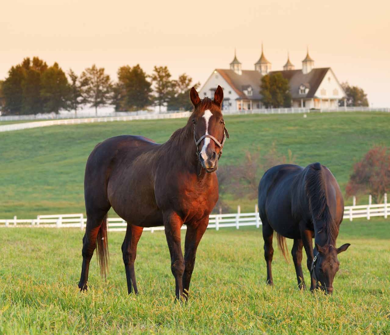 Farms & Agricultural Business